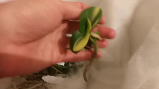 Посылка барампунг 🤗👀💥 смотреть онлайн