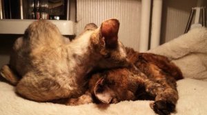 Devon Rex Cat : Good Night!