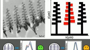 MTLE 6960 Nanostructured Materials: Morpho Butterflies