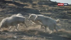 Белые Волки: Призраки Арктики