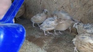 Напольное содержание перепелов. Как часто меняю подстилку? Часть 6.