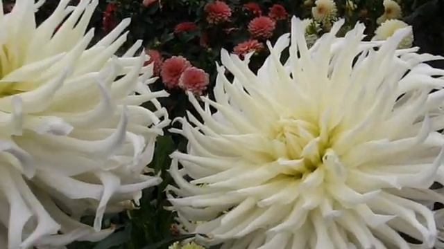 Коллекция георгин. Кактусы часть 4 смотреть онлайн