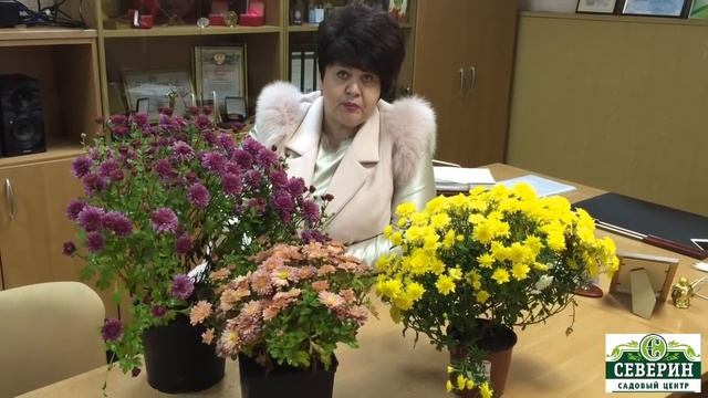Хризантемы мультифлора.  Подготовка к зиме.