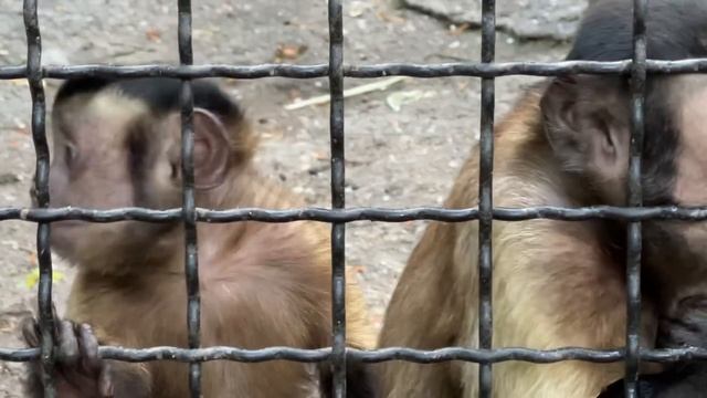 Капуцин песенками подзывает к себе посетителей! смотреть онлайн