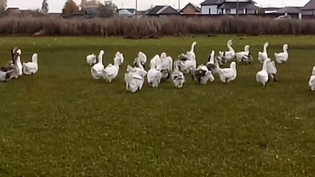 В гостях у заводчика Холмогорские гусей смотреть онлайн