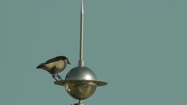 Ворона улетела. The crow flew away смотреть онлайн
