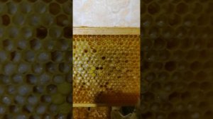 Трутневое молочко или трутневый гомогенат.