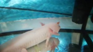 Аксолотль ест золотую рыбку