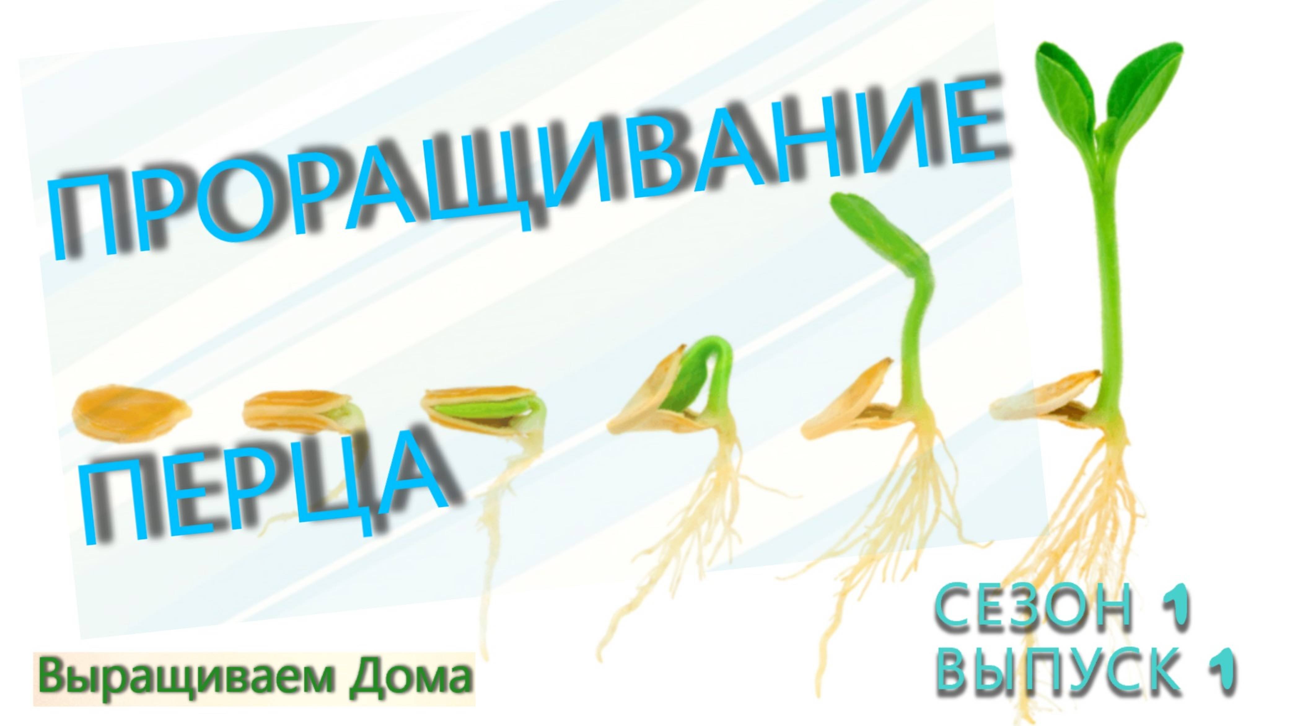 Проращивание семян