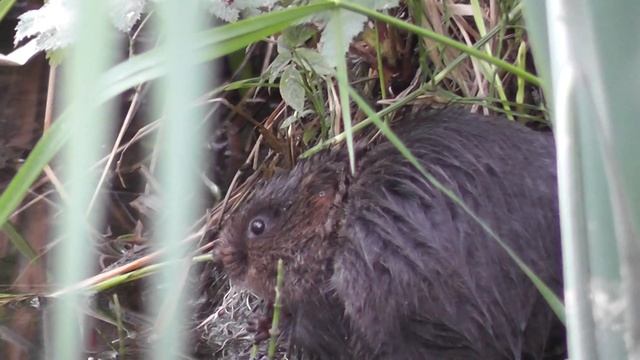 Ондатра 2 смотреть онлайн