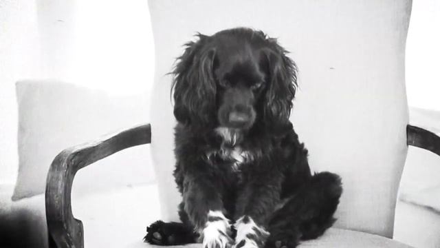 Памела Андерсон снялась обнаженной