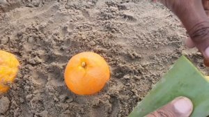 Grow Lemon Tree From Lemon ???, Orange Tree From Orange ??? and Citrus Tree From Citrus