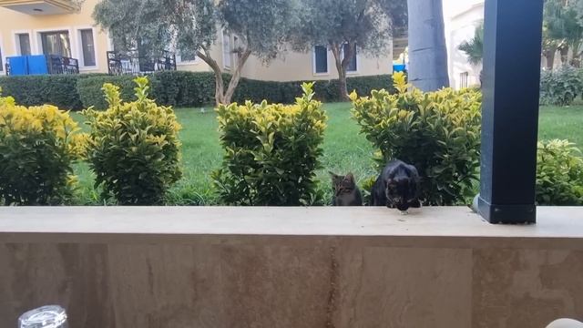 ❗Ультра всё включено, Club Hotel Phaselis Rose Первый день релакса Территория отеля, моря, завтрак❗ смотреть онлайн