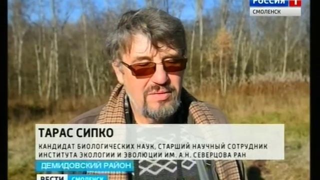 В Смоленском поозерье теперь живут зубры смотреть онлайн