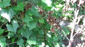 Мелотрия повислая