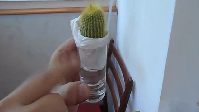 Лечение кактуса