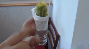 Лечение кактуса