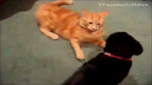 Смешное видео.  Кошки дерутся с собаками