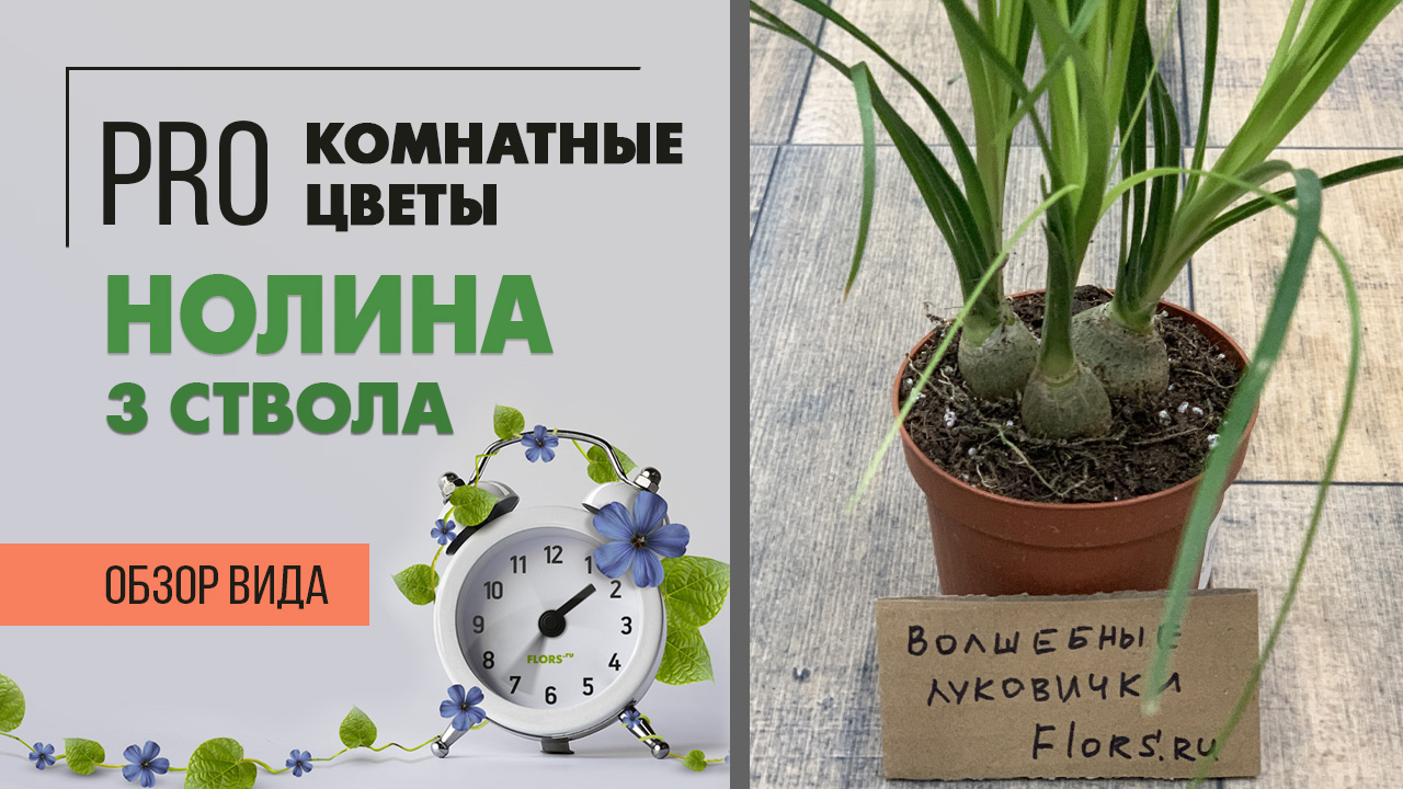Нолина бокарнея - три луковички малышки - как долго они будут расти до слоновьей ноги?