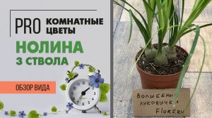 Нолина бокарнея - три луковички малышки - как долго они будут расти до слоновьей ноги?