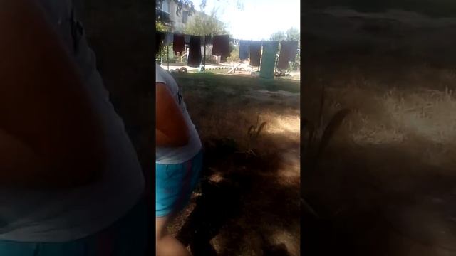 Вот настоящее видео садим дерево инжирный персик смотреть онлайн