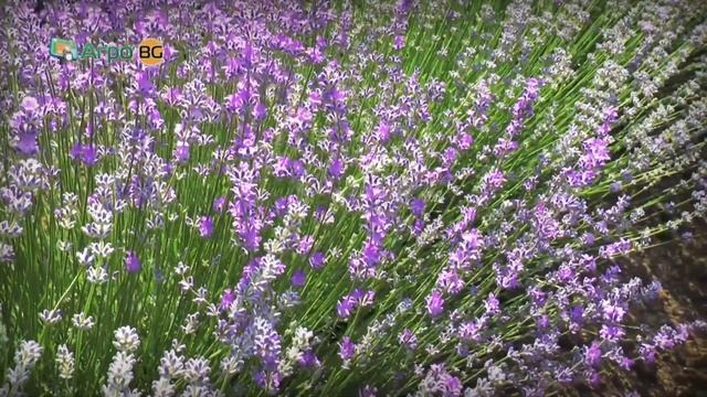 Подхранете лавандулата с Аминозол и Виталосол Голд смотреть онлайн