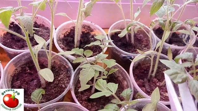 Варварский способ для рассады помидор