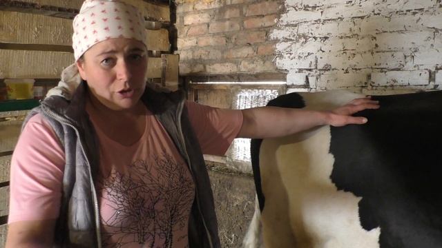 Признаки скорого отёла у коровы //Я люблю свою деревню// смотреть онлайн
