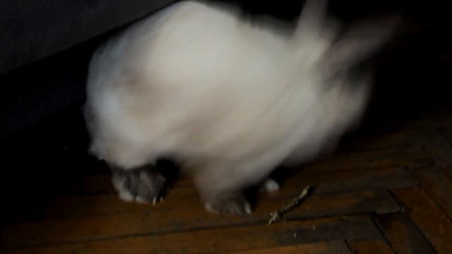 Что я купила в зоомагазине? | Замена веточек для заточки зубов смотреть онлайн