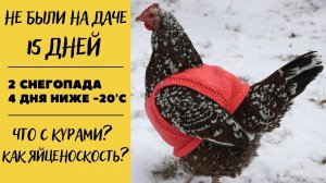 Не были на даче 15 дней. Зима. Что с курами? Как яйценоскость?