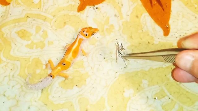 Геккон ящерицы самые невероятные необычные питомцы домашние животные для самых маленьких детей смотреть онлайн