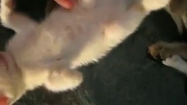 Кошка сонька смотреть онлайн