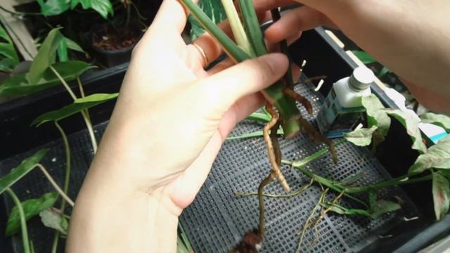 ชำต้นไม้รอบบ้านอีกครั้ง รอบนี้จะได้ทั้งหมดกี่ต้น смотреть онлайн