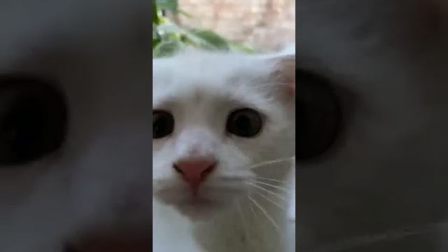 Мой британский вислоухий котёнок (1) смотреть онлайн