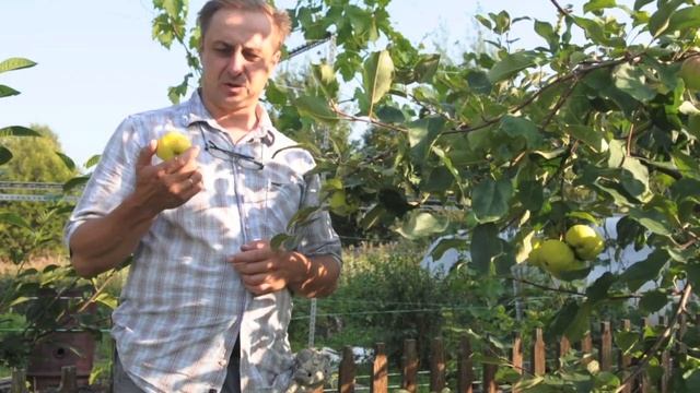 Обзор сортов яблони 1 Папироянтарное смотреть онлайн