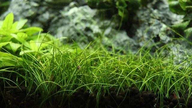 Eleocharis parvula - Dwarf hairgrass смотреть онлайн