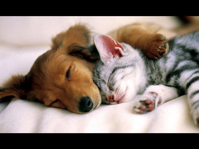 СУПЕР ФАКТЫ О СНОВИДЕНИЯХ смотреть онлайн