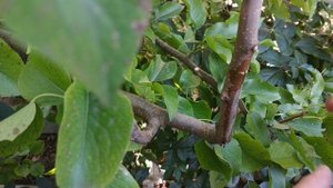 Летняя прививка груши почкой (окулировка), особенности и нюансы.