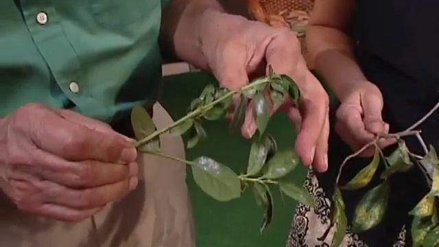 Two Minute Pests - tea scale -UF/IFAS Extension Orange County смотреть онлайн