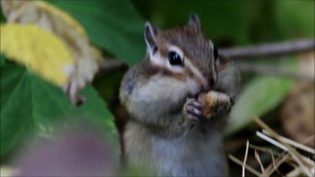 Экспедиция на реку Шиш, сентябрь 2013 - Наш лагерь смотреть онлайн