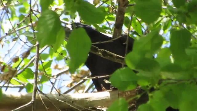 Ворона квакает) смотреть онлайн