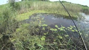 Ловля плотвы на поплавок летом. Река Битюг,секреты ловли