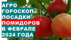 Агрогороскоп посадки помидоров в феврале 2024 Agrohoroscope for planting tomatoes in February 2024