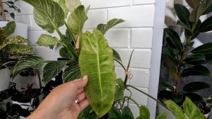 Vlog 26.07.2023 г Обзор комнатных растений/ Мои комнатные цветы/ Новинки комнатных растений/ Фикусы