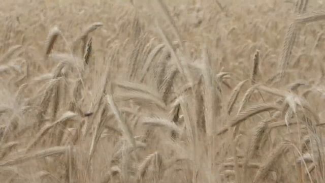 Вечерняя застольная. (А. Розенбаум)