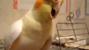 Как зевает попугай?