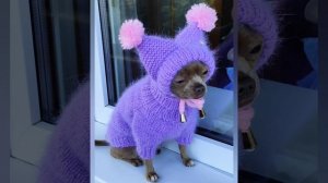 Вязаный свитерок и шапочка для собачки девочки ?♥️?