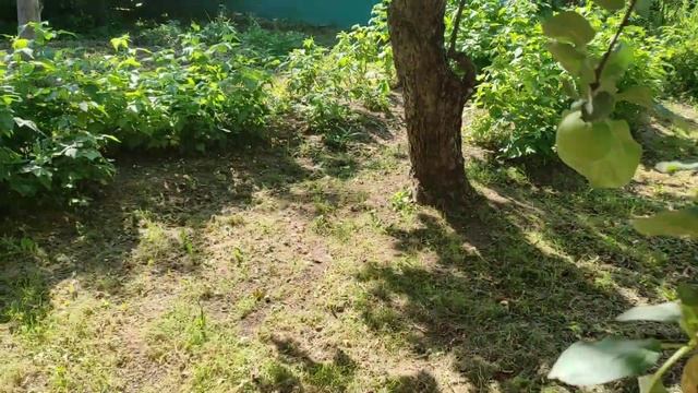 Рассада Купить Продать Малина Флоксы Ежевика 10 07 2021 Одинцово смотреть онлайн