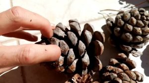 Кедровые шишки