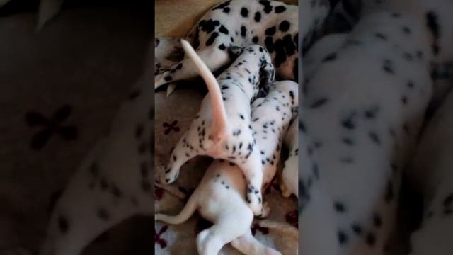 Далматины.